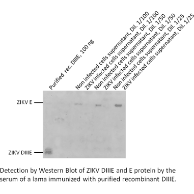 Anti ZIKV E Western Blot Detection by Western Blot of ZIKV DIIIE and E protein by the serum of lama immunized with purified recombinant DIIE