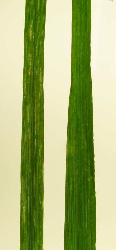 Symptoms on Triticum durum cv Meridiano