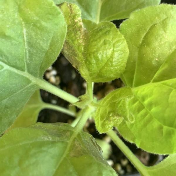 Tobacco streak virus