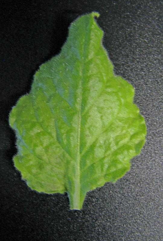 leaf crinkle and blistering caused by EMDV